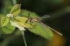 J01_0048 Emerald Damselfly at lunch